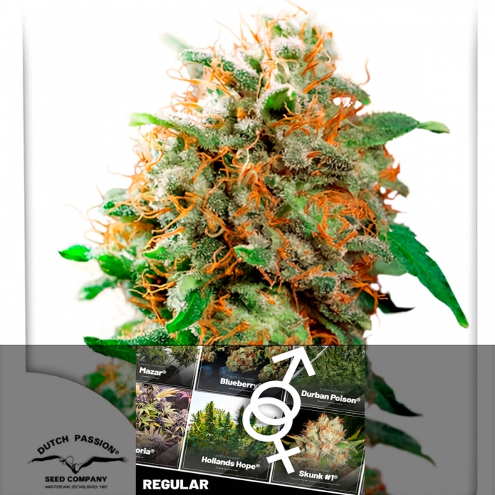 Semillas de marihuana MAZAR Regular (Dutch Passion) Feminizadas, cogollo.