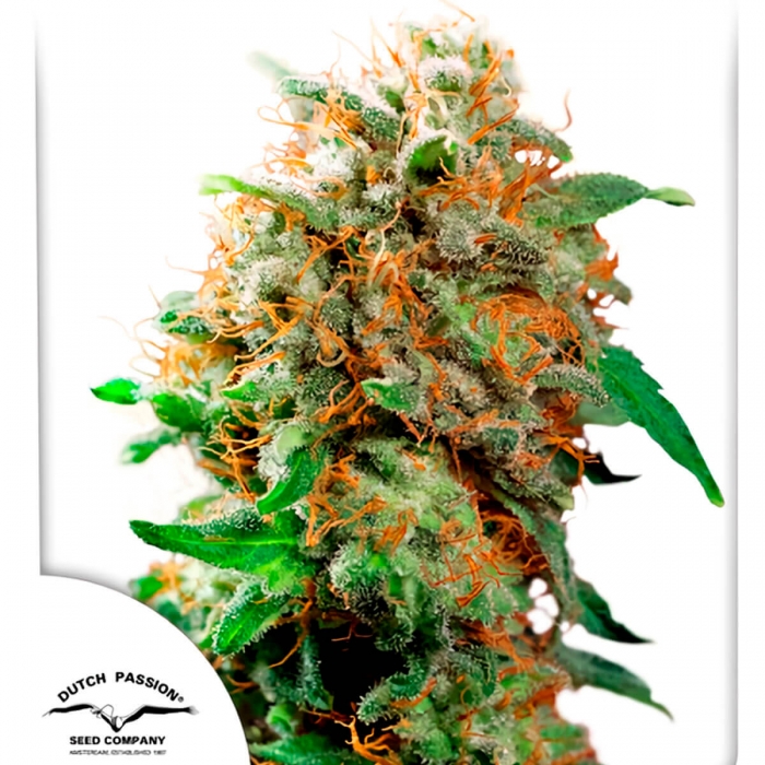 Semillas de marihuana MAZAR (Dutch Passion) Feminizadas, cogollo.