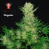 Double Dutch de Serious Seeds - Semillas regulares de marihuana, cogollos.