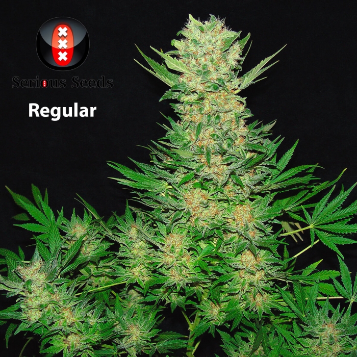 Double Dutch de Serious Seeds - Semillas regulares de marihuana, cogollos.