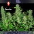 Double Dutch de Serious Seeds - Semillas regulares de marihuana, planta.