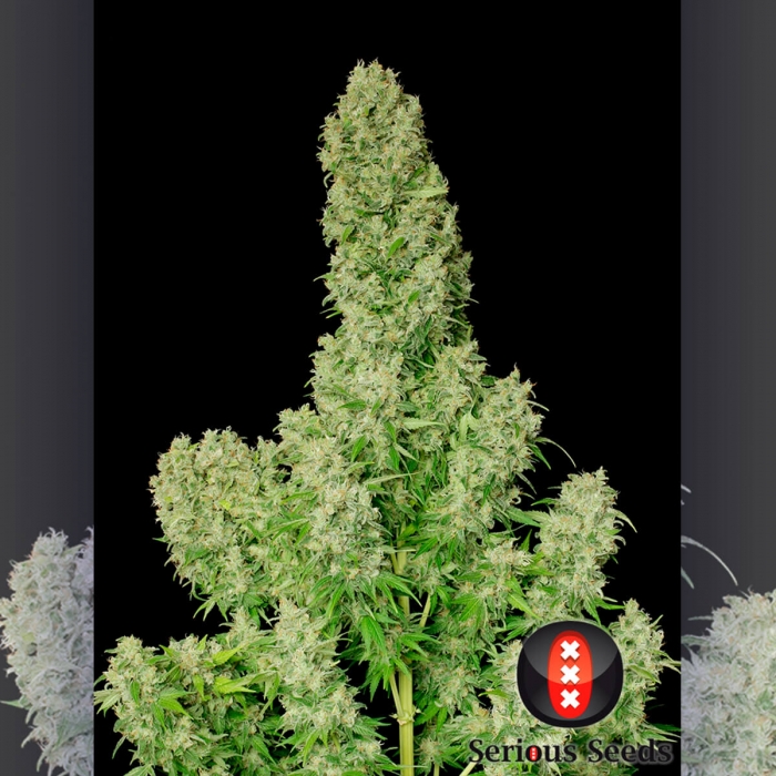 Semillas de marihuana White Russian Regulares de Serious Seeds, cultivo de interior