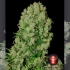 Semillas de marihuana White Russian Regulares de Serious Seeds, punta principal.