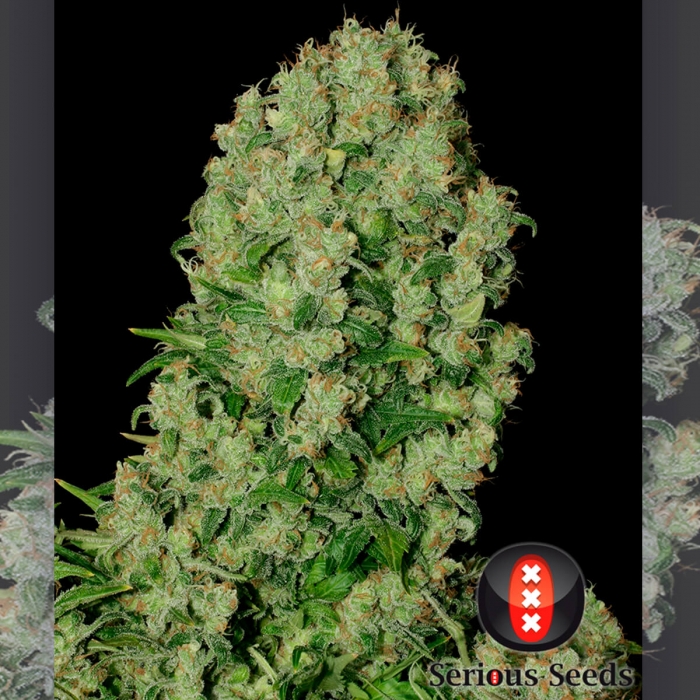 Semillas de marihuana White Russian Regulares de Serious Seeds, punta principal.