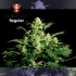 Semillas de marihuana White Russian Regulares de Serious Seeds, planta productiva.