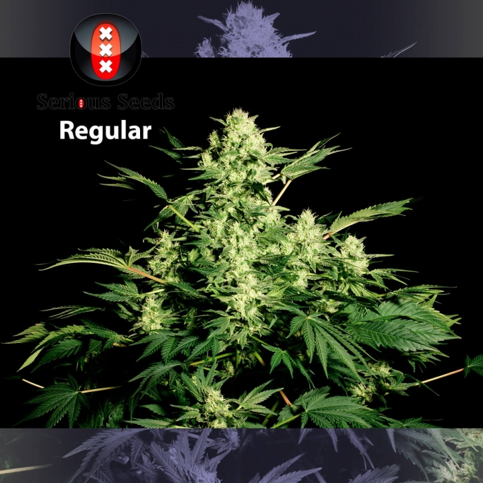 Semillas de marihuana White Russian Regulares de Serious Seeds, planta productiva.