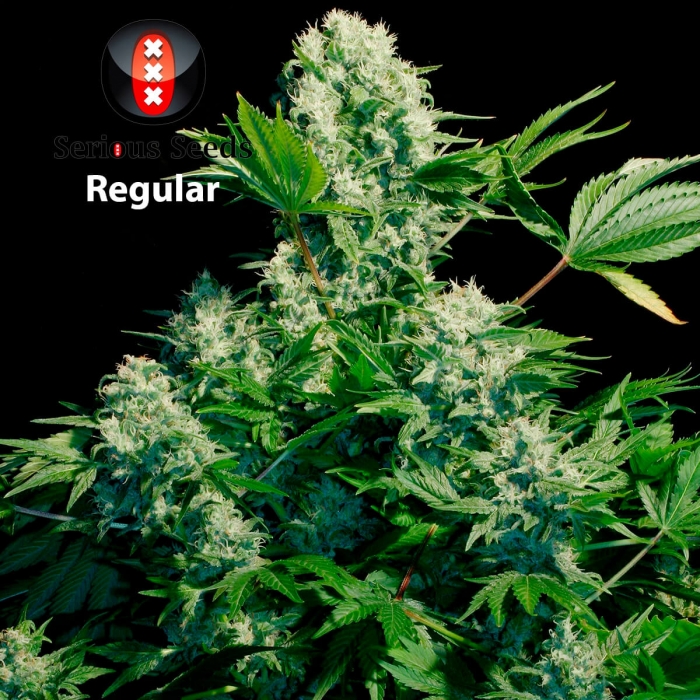 Semillas de marihuana White Russian Regulares de Serious Seeds, planta grande.