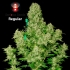 Semillas de marihuana White Russian Regulares de Serious Seeds, cogollos enormes.