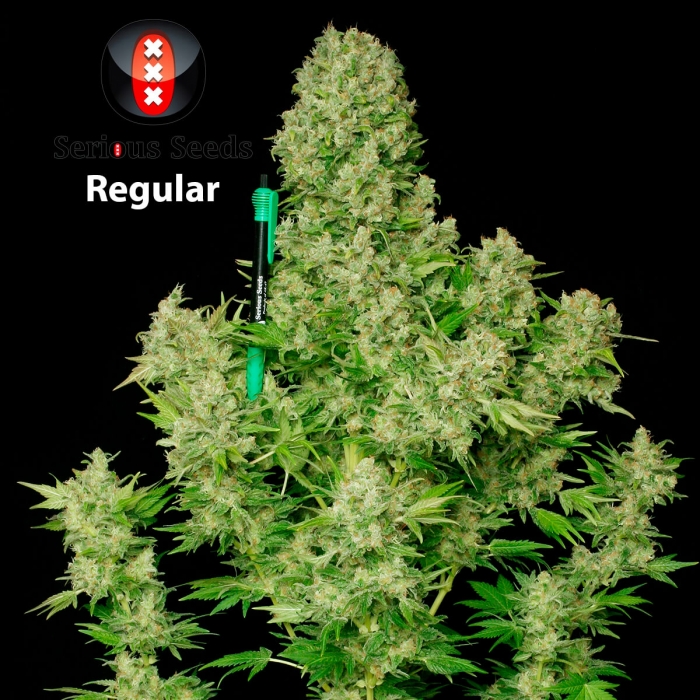 Semillas de marihuana White Russian Regulares de Serious Seeds, cogollos enormes.