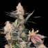 Semillas de marihuana feminizadas Blue Dream Blimburn Seeds, planta en floración.