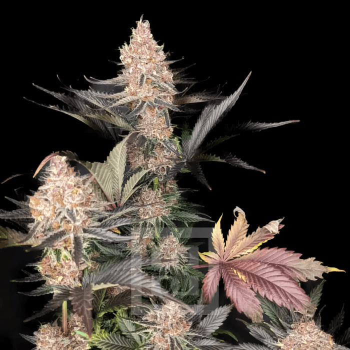 Semillas de marihuana feminizadas Blue Dream Blimburn Seeds, planta en floración.