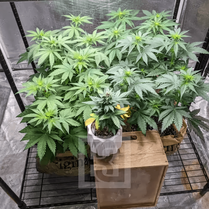 Semillas de marihuana feminizadas Blue Dream Blimburn Seeds, crecimiento.