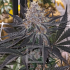 Semillas de marihuana feminizadas Blue Dream Blimburn Seeds, cogollo resinoso.