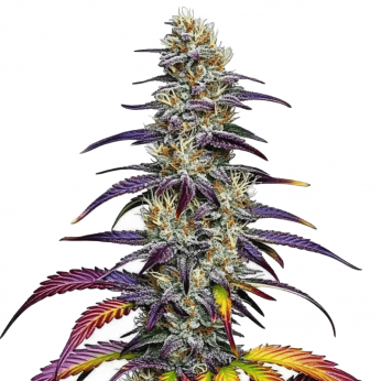 Semillas de marihuana feminizadas Blue Dream Blimburn Seeds, cogollo enorme.