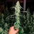 Semillas de marihuana feminizadas Marshmallow OG de Compound Genetics Seeds, punta principal.