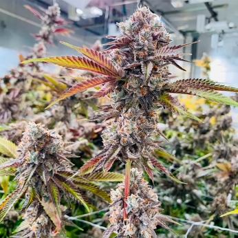 Semillas de marihuana feminizadas Marshmallow OG de Compound Genetics Seeds, interior.