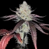 Semillas de marihuana feminizadas Marshmallow OG de Compound Genetics Seeds, cogollo.