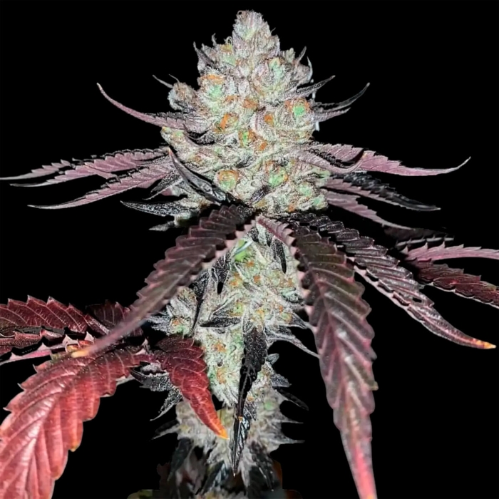 Semillas de marihuana feminizadas Marshmallow OG de Compound Genetics Seeds, cogollo.