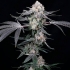 Semillas de marihuana feminizadas High Society de Compound Genetics Seeds, interior.