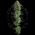Semillas de marihuana feminizadas Jet Puft de Compound Genetics Seeds, interior.