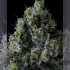 Semillas de marihuana feminizadas Chem 51 de Compound Genetics Seeds, resina.