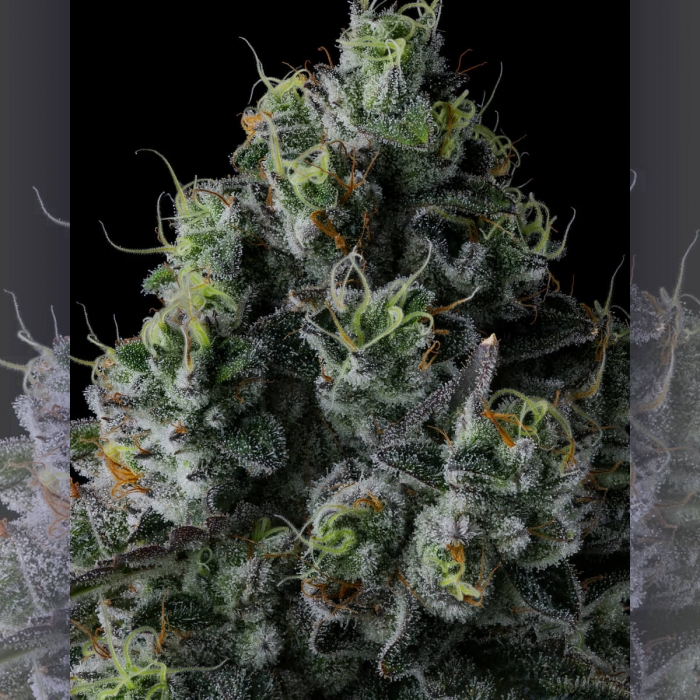 Semillas de marihuana feminizadas Chem 51 de Compound Genetics Seeds, resina.