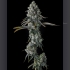 Semillas de marihuana feminizadas Chem 51 de Compound Genetics Seeds, punta.