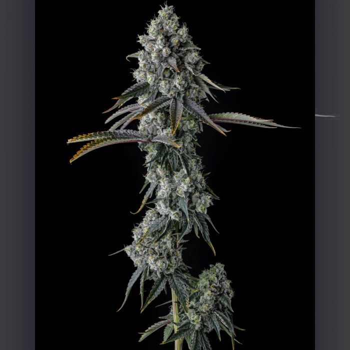 Semillas de marihuana feminizadas Chem 51 de Compound Genetics Seeds, punta.