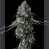 Semillas de marihuana feminizadas Chem 51 de Compound Genetics Seeds, interior.