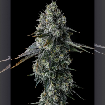 Semillas de marihuana feminizadas Chem 51 de Compound Genetics Seeds, interior.