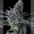 Semillas de marihuana feminizadas Got Cought de Compound Genetics Seeds, cogollo.