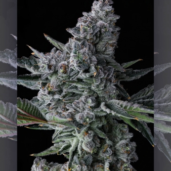 Semillas de marihuana feminizadas Got Cought de Compound Genetics Seeds, cogollo.