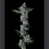 Semillas de marihuana feminizadas Got Cought de Compound Genetics Seeds, punta principal.