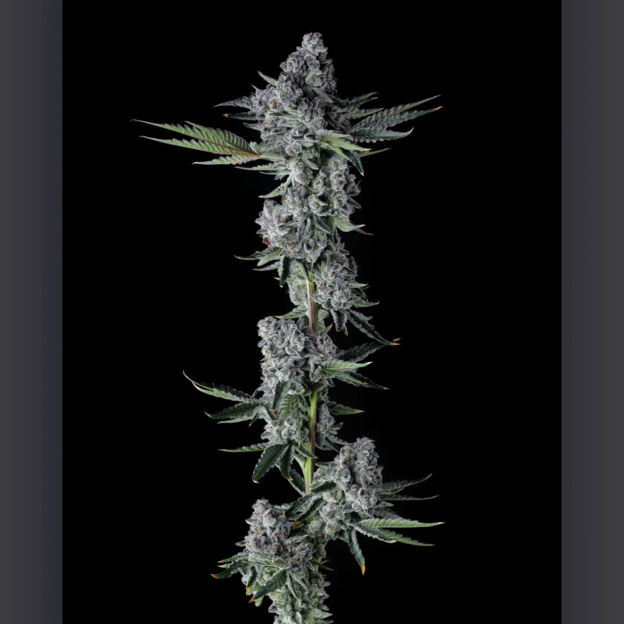 Semillas de marihuana feminizadas Got Cought de Compound Genetics Seeds, punta principal.