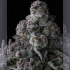 Semillas de marihuana feminizadas Chem 51 de Compound Genetics Seeds, resina.