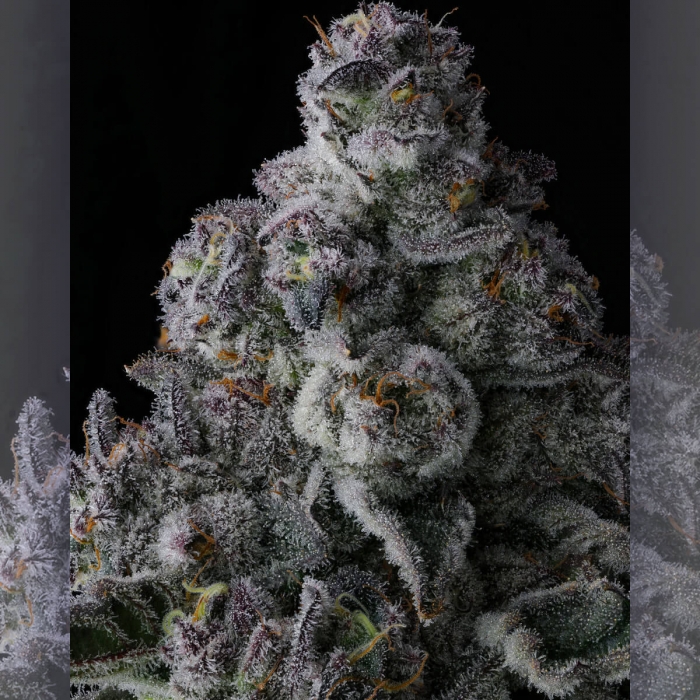 Semillas de marihuana feminizadas Chem 51 de Compound Genetics Seeds, resina.