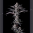 Semillas de marihuana feminizadas New Money de Compound Genetics Seeds, planta.