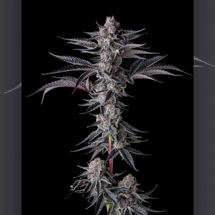 Semillas de marihuana feminizadas New Money de Compound Genetics Seeds, planta.