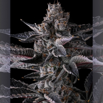 Semillas de marihuana feminizadas New Money de Compound Genetics Seeds, cogollo.