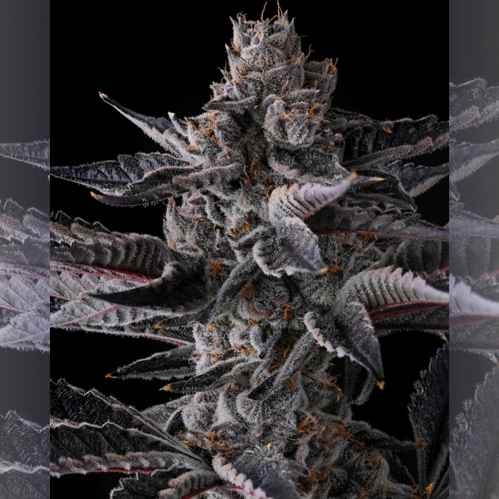 Semillas de marihuana feminizadas New Money de Compound Genetics Seeds, cogollo.