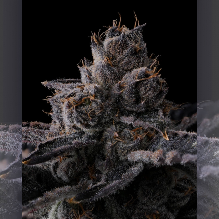 Semillas de marihuana feminizadas New Money de Compound Genetics Seeds, resina.