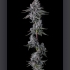 Semillas de marihuana feminizadas Old Money de Compound Genetics Seeds, punta principal.