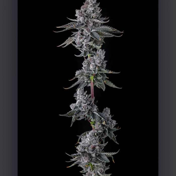 Semillas de marihuana feminizadas Old Money de Compound Genetics Seeds, punta principal.