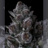 Semillas de marihuana feminizadas Old Money de Compound Genetics Seeds, resina.