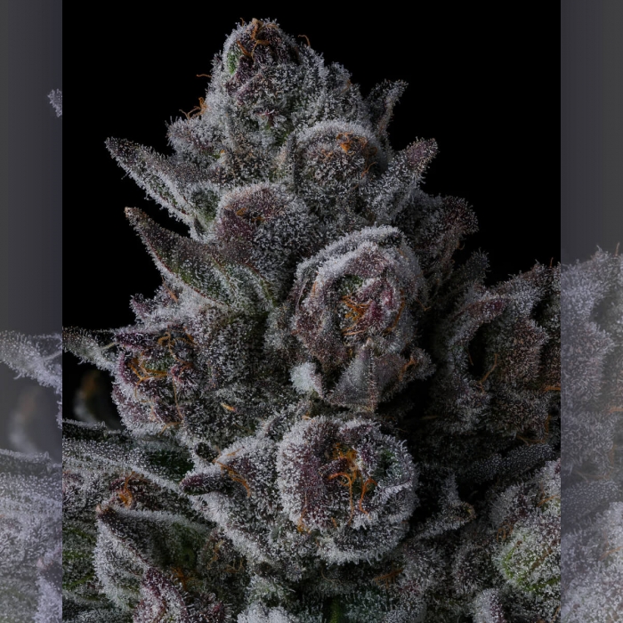 Semillas de marihuana feminizadas Old Money de Compound Genetics Seeds, resina.