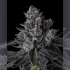 Semillas de marihuana feminizadas Old Money de Compound Genetics Seeds, cogollo.