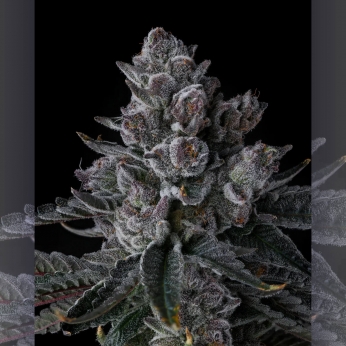 Semillas de marihuana feminizadas Old Money de Compound Genetics Seeds, cogollo.