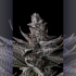 Semillas de marihuana feminizadas Ra Tah Tah de Compound Genetics Seeds, cogollo.