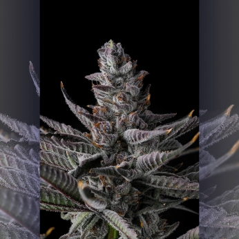 Semillas de marihuana feminizadas Ra Tah Tah de Compound Genetics Seeds, cogollo.