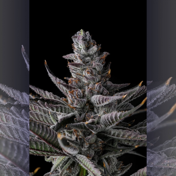Semillas de marihuana feminizadas Ra Tah Tah de Compound Genetics Seeds, cogollo.